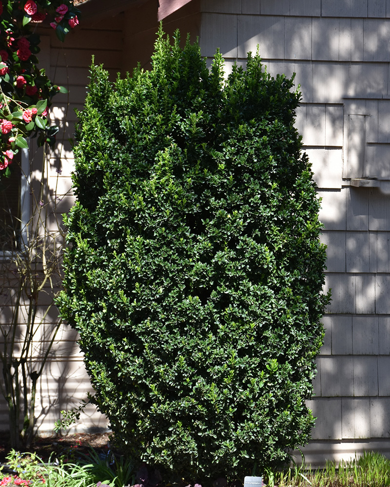 Green Spire Euonymus #5<br><i>Euonymus japonicus 'Green Spire'</br></i>