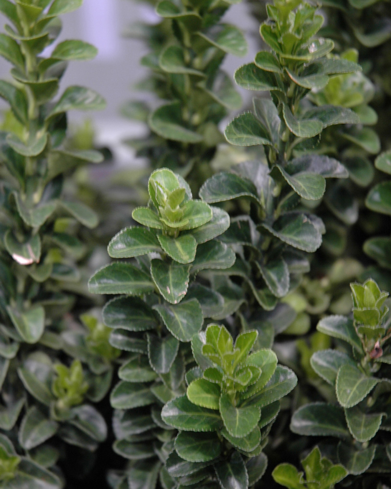 Green Spire Euonymus #5<br><i>Euonymus japonicus \'Green Spire\'</br></i>