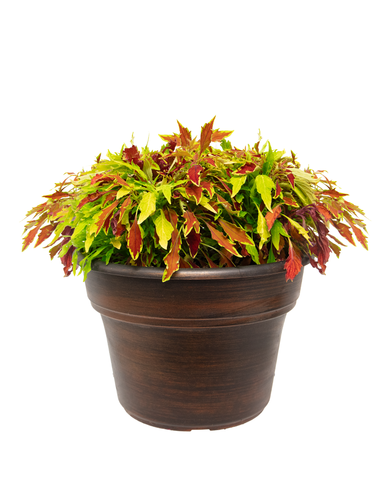 MixMasters Fire N Spice 12" Patio Pot