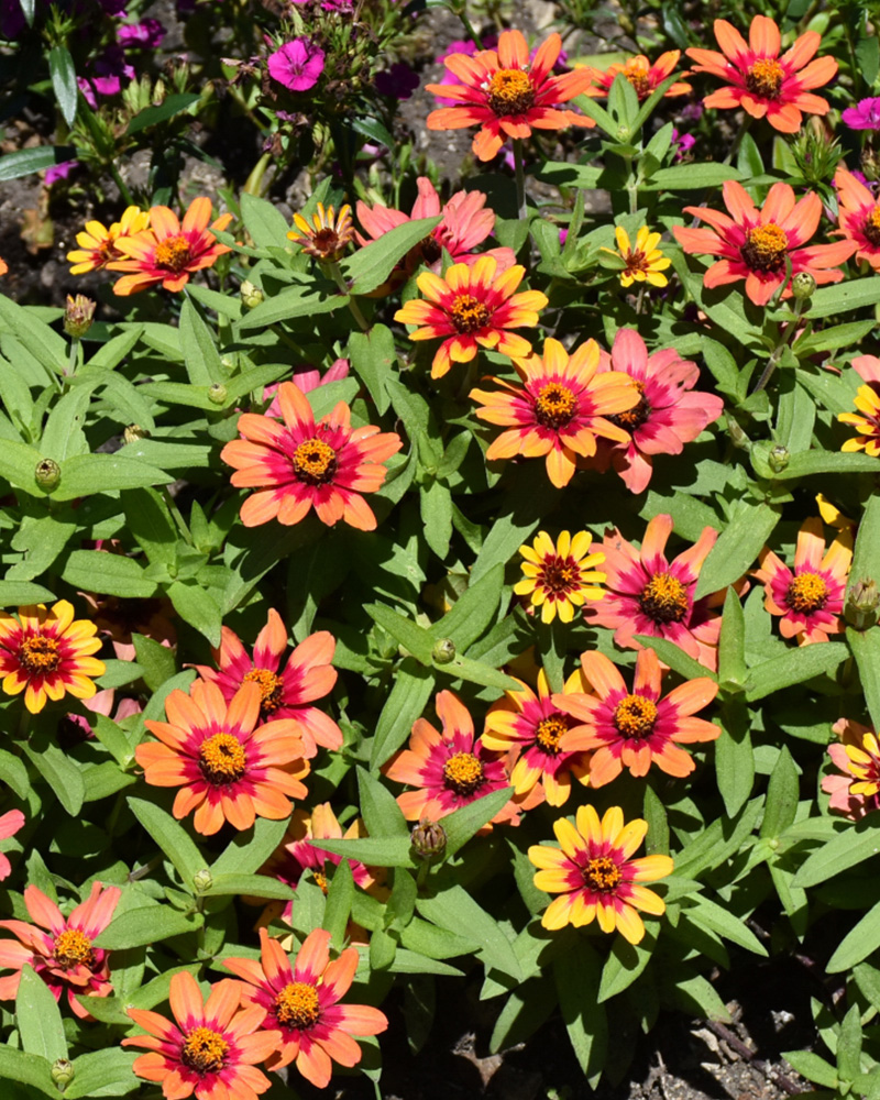 Zinnia Profusion Red Yellow Bicolor 4"