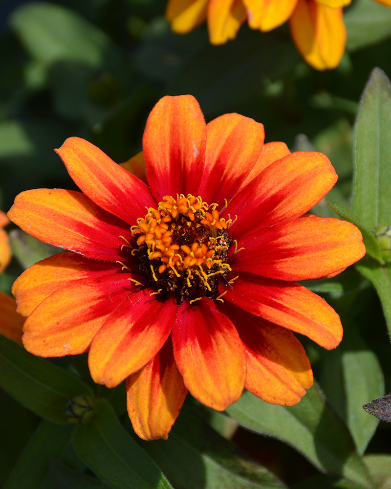 Zinnia Profusion Red Yellow Bicolor 4\"