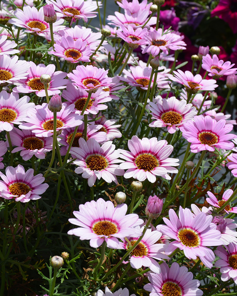 Argyranthemum Grandaisy Pink Halo #1