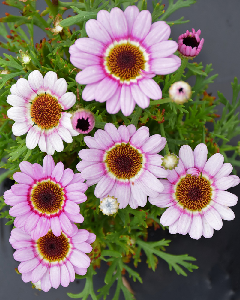 Argyranthemum Grandaisy Pink Halo #1