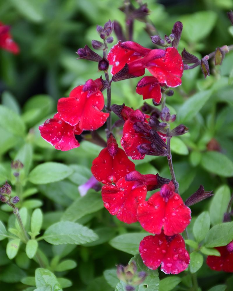 Salvia Mirage Cherry Red #1