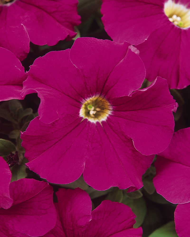 Petunia Dreams Neon Rose 4"