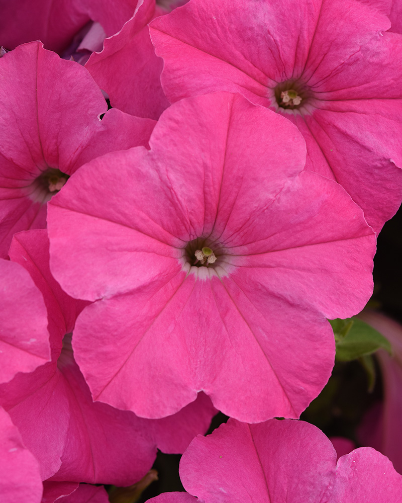 Petunia E3 Easy Wave Pink Spread 4"