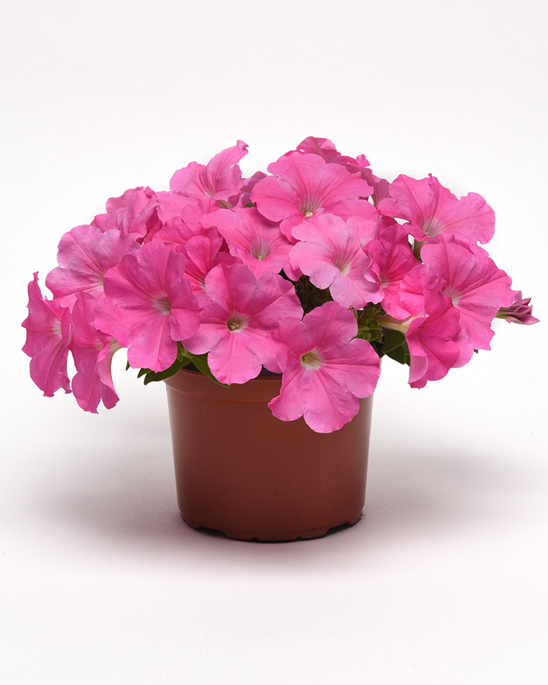 Petunia E3 Easy Wave Pink Spread 4\"