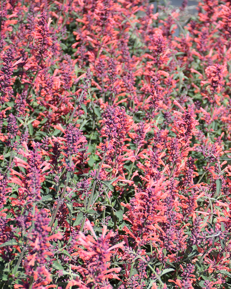 Kudos� Coral Hyssop #1<br><i>Agastache \'Kudos Coral\'</br></i>