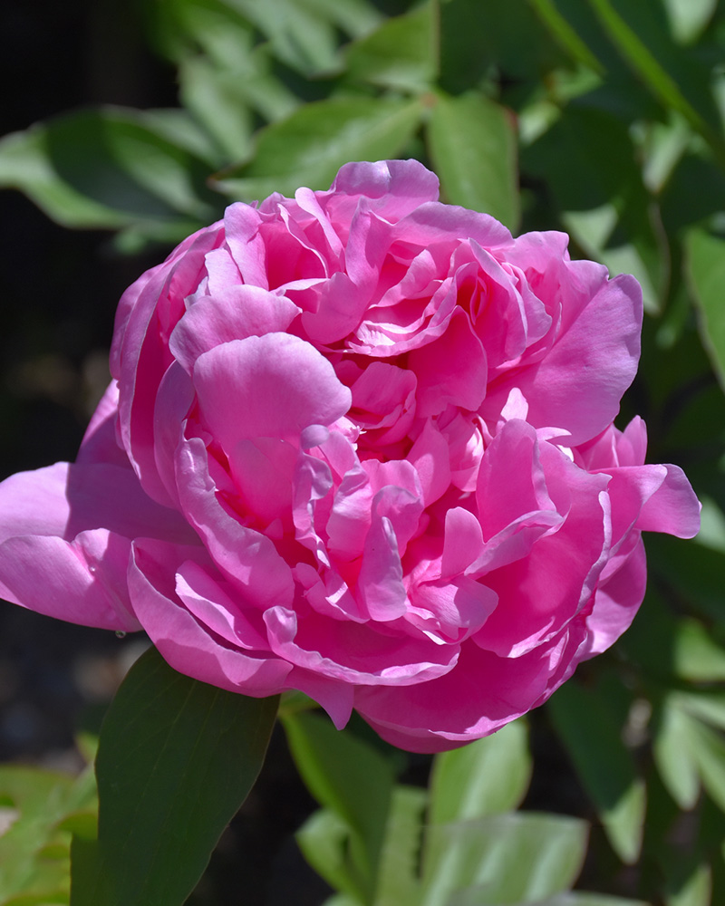 Dr. Alexander Fleming Peony #3<br><i>Paeonia 'Dr. Alexander Fleming'</br></i>