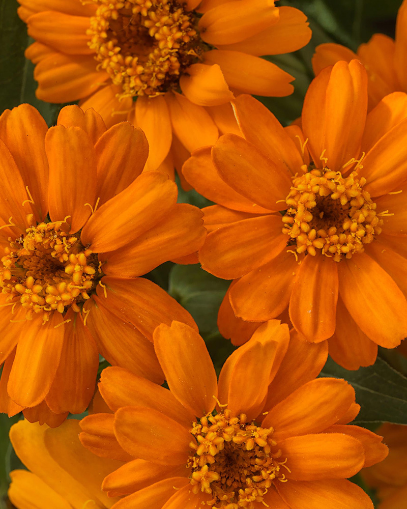 Zinnia Profusion Orange 4"