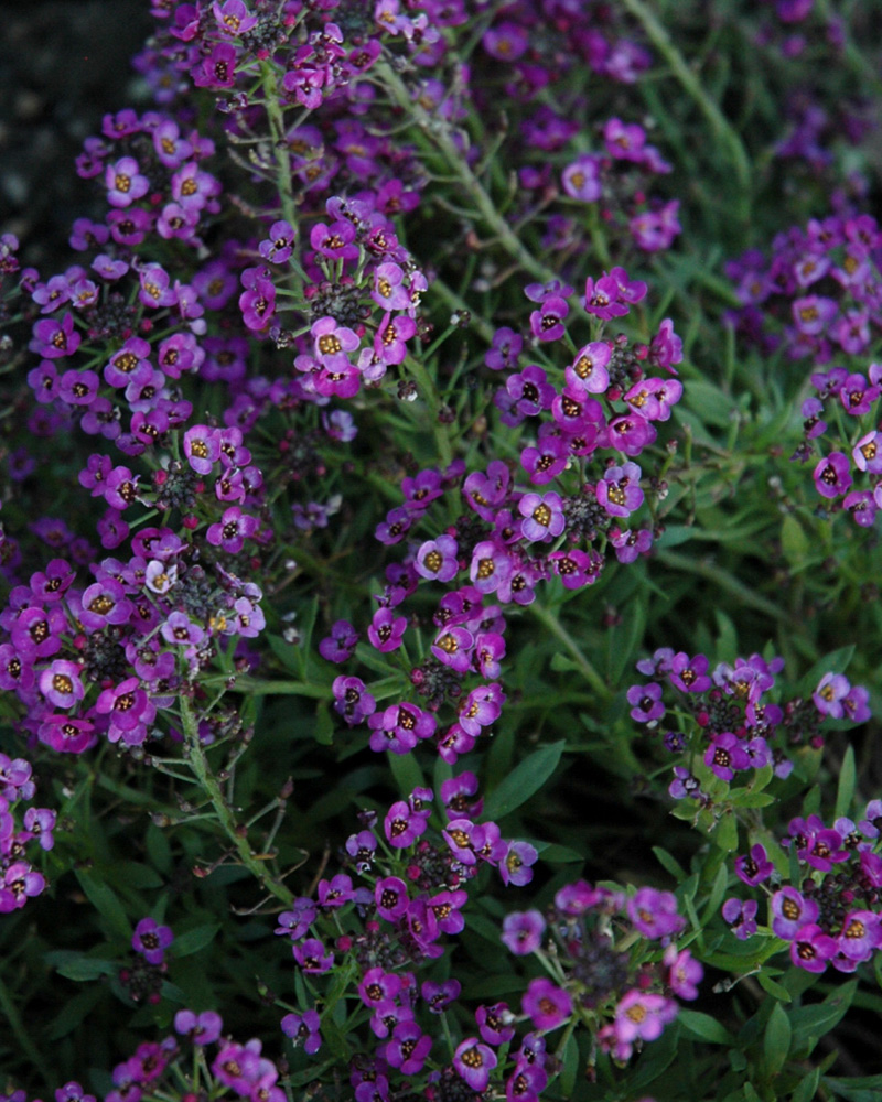 Alyssum Clear Purple Shades 6 Pack