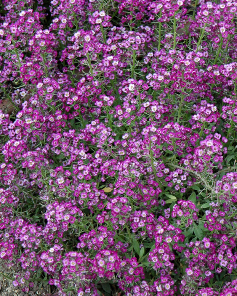 Alyssum Clear Purple Shades 6 Pack