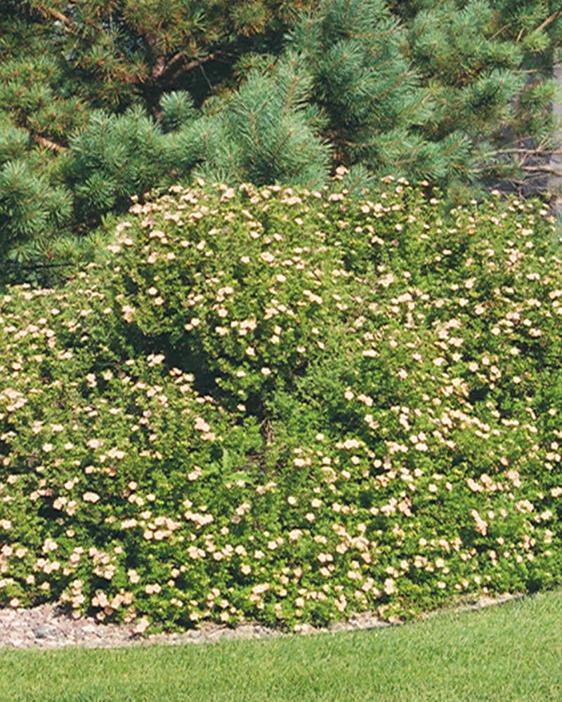 Pink Beauty Potentilla #5<br><i>Potentilla fruticosa Pink Beauty</br></i>