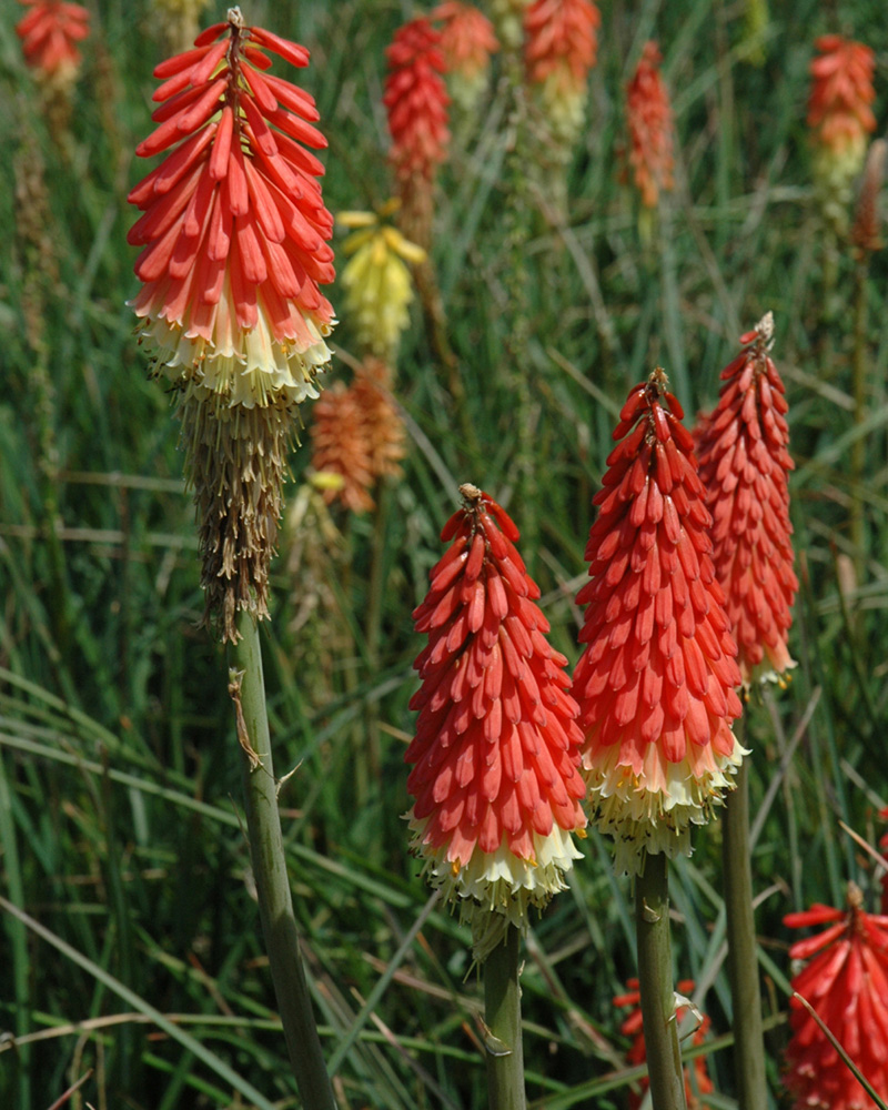 Flamenco Mix Torchlily #1<br><i>Kniphofia 'Flamenco'</br></i>