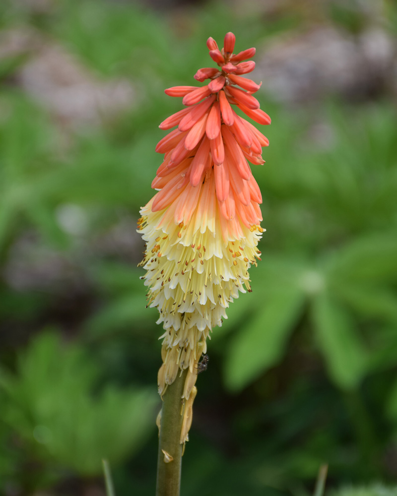 Flamenco Mix Torchlily #1<br><i>Kniphofia \'Flamenco\'</br></i>