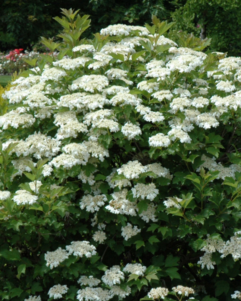 Bailey Compact Highbush Cranberry #3<br><i>Viburnum trilobum 'Bailey Compact'</br></i>