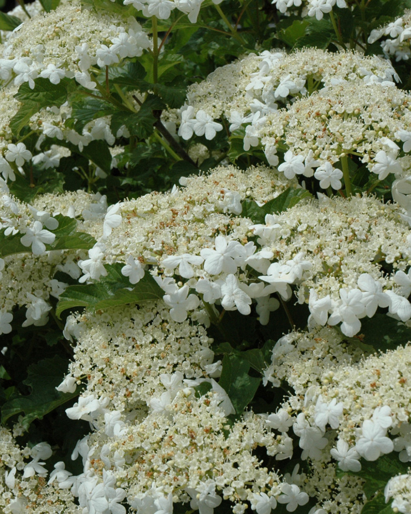 Bailey Compact Highbush Cranberry #3<br><i>Viburnum trilobum \'Bailey Compact\'</br></i>