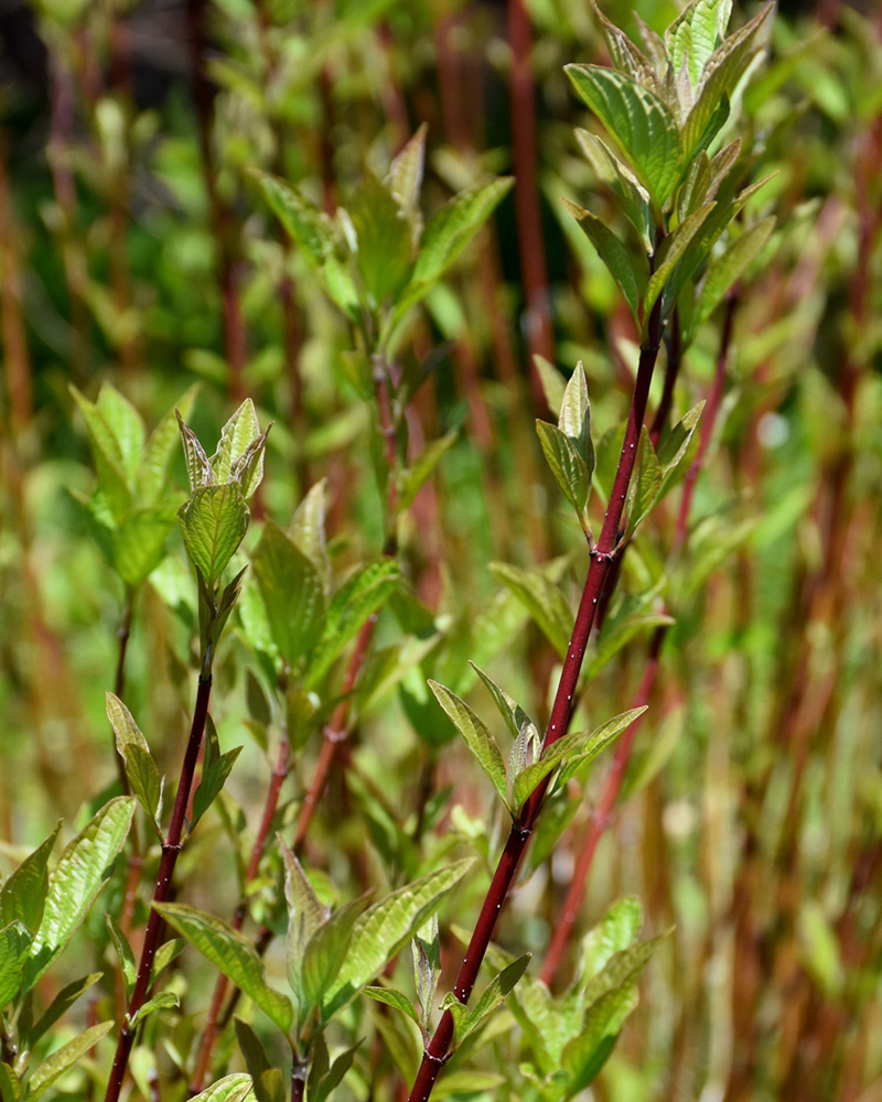 Arctic Fire&reg; Red Twig Dogwood #5<br><i>Cornus sericea 'Farrow'</br></i>