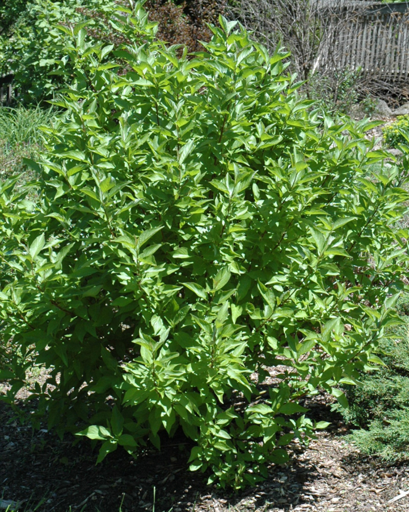 Arctic Fire&reg; Red Twig Dogwood #5<br><i>Cornus sericea \'Farrow\'</br></i>