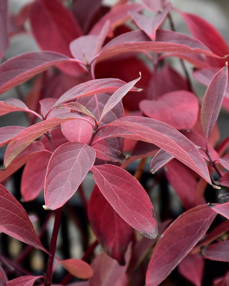 Arctic Fire&reg; Red Twig Dogwood #5<br><i>Cornus sericea \'Farrow\'</br></i>