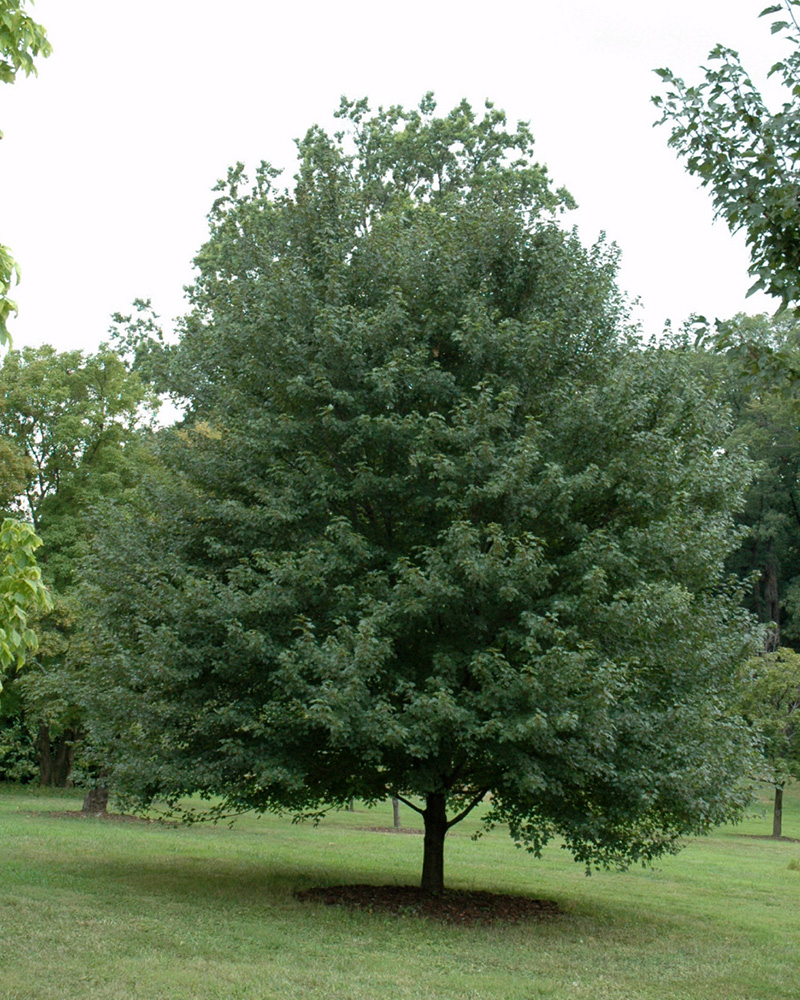 Sun Valley Red Maple #15<br><i>Acer rubrum 'Sun Valley'</br></i>