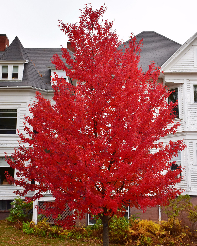 Sun Valley Red Maple #15<br><i>Acer rubrum \'Sun Valley\'</br></i>