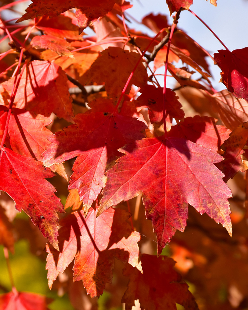 Sun Valley Red Maple #15<br><i>Acer rubrum \'Sun Valley\'</br></i>