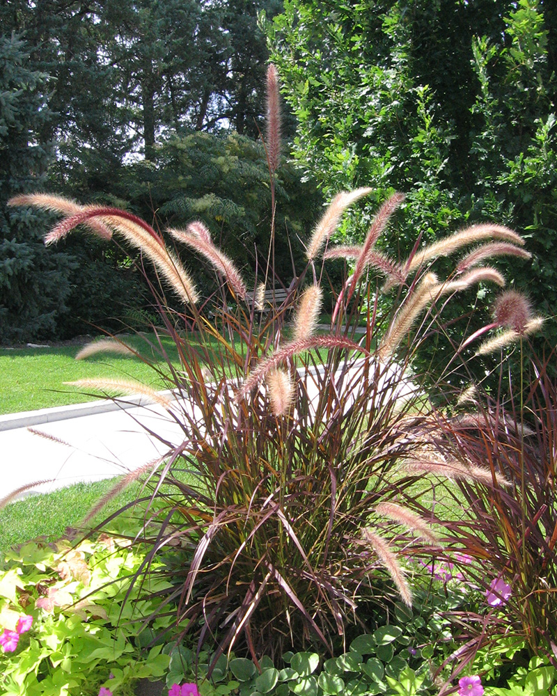 Purple Fountain Grass #1<br><i>Pennisetum setaceum 'Rubrum'</br></i>