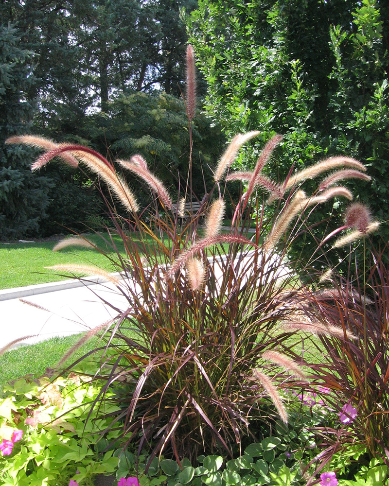 Grass Pennisetum Rubrum #1
