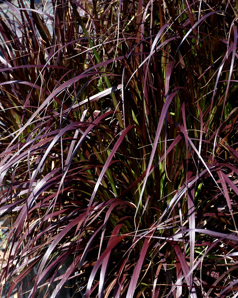 Grass Pennisetum Rubrum #1