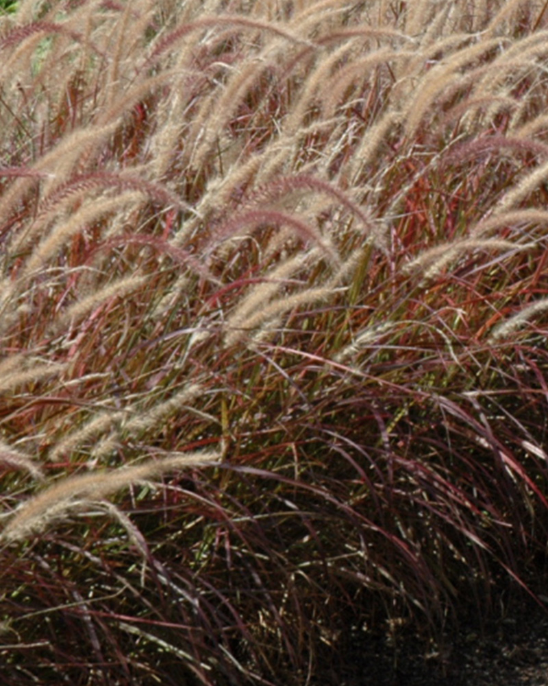 Grass Pennisetum Rubrum #1