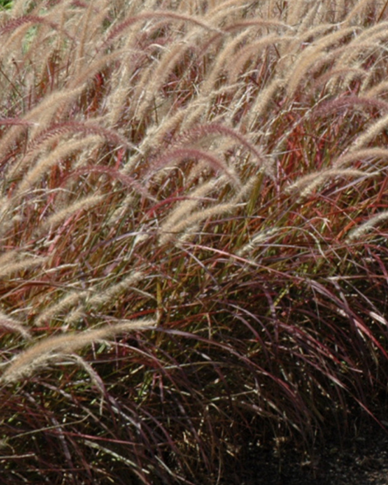 Purple Fountain Grass #1<br><i>Pennisetum setaceum \'Rubrum\'</br></i>