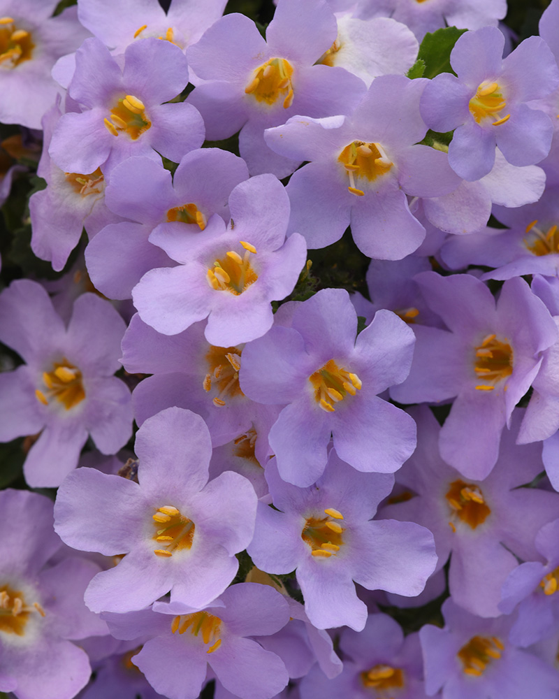 Bacopa Megacopa Lavender 4"