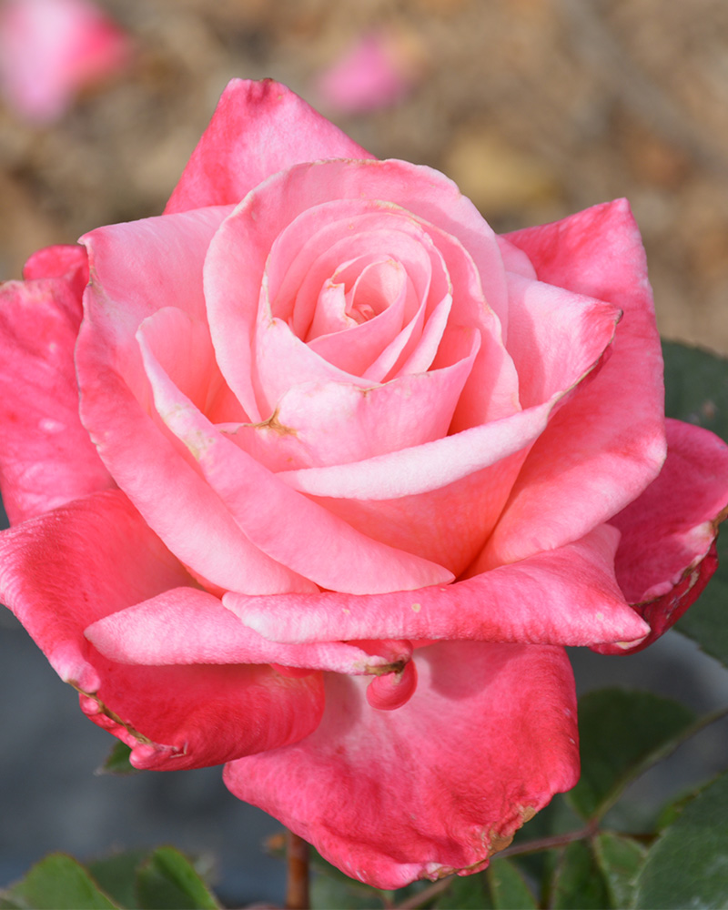 First Prize Rose #5<br><i>Rosa \'First Prize\'</br></i>