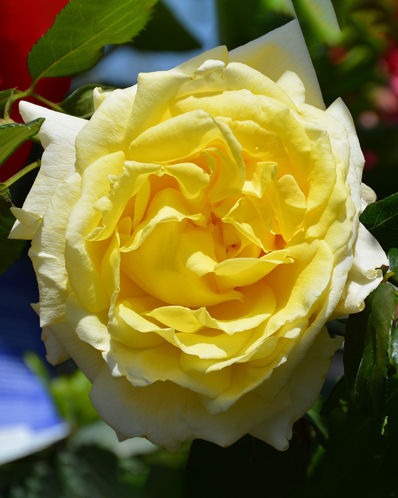 Chantilly Cream Rose #5<br><i>Rosa 'Chantilly Cream'</br></i>