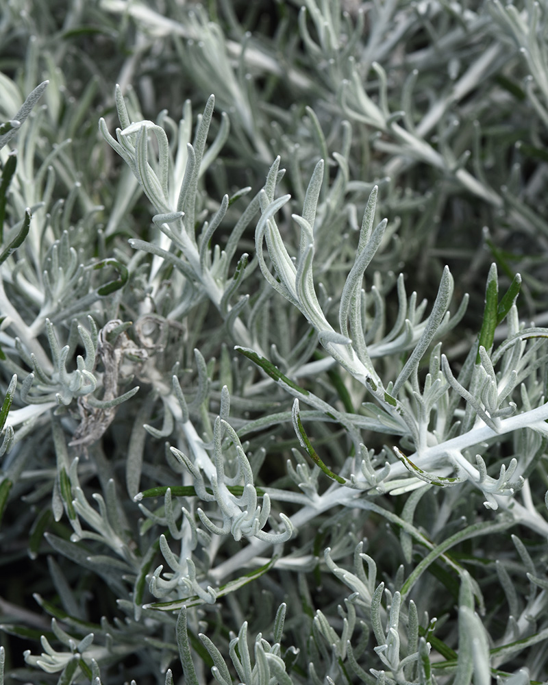 Helichrysum Silver Threads 4"