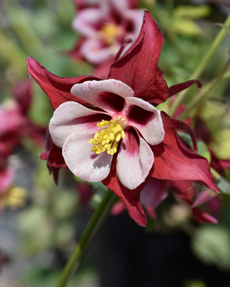 Swan Red and White Columbine #1<br><i>Aquilegia 'Swan Red and White'</br></i>