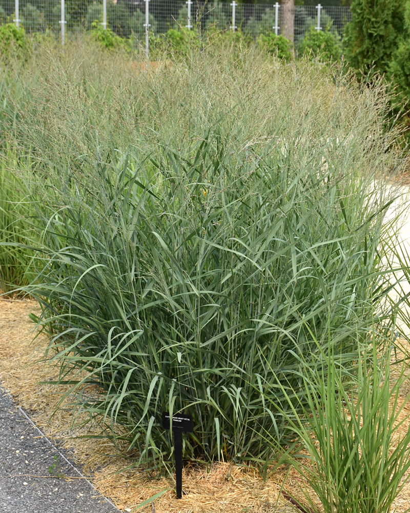 Heavy Metal Blue Switch Grass #5<br><i>Panicum virgatum \'Heavy Metal\'</br></i>