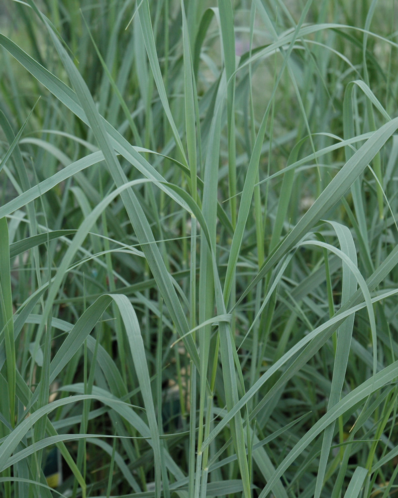 Heavy Metal Blue Switch Grass #5<br><i>Panicum virgatum \'Heavy Metal\'</br></i>