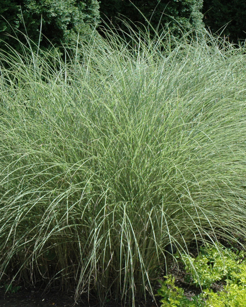 Morning Light Maiden Grass #1<br><i>Miscanthus sinensis 'Morning Light'</br></i>