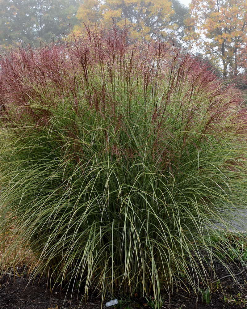 Morning Light Maiden Grass #1<br><i>Miscanthus sinensis \'Morning Light\'</br></i>