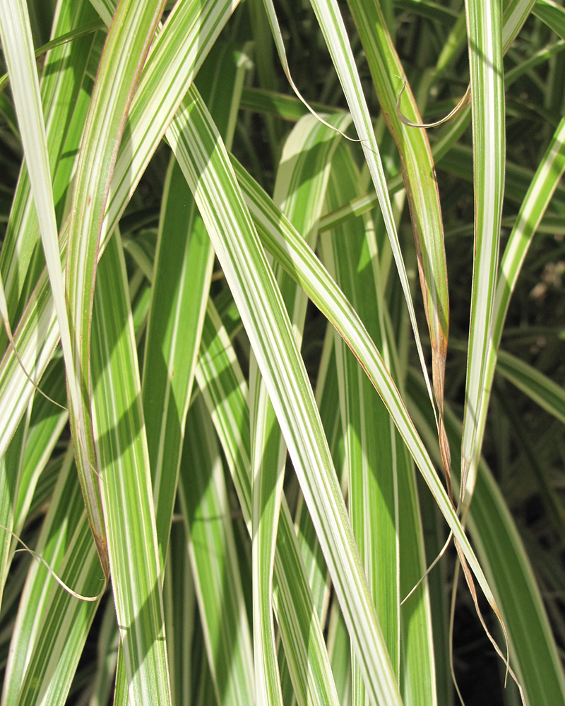 Morning Light Maiden Grass #1<br><i>Miscanthus sinensis \'Morning Light\'</br></i>