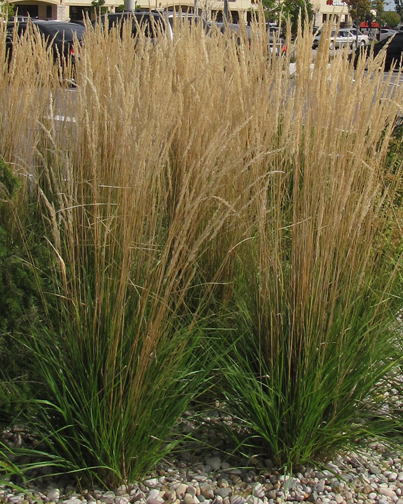 Karl Foerster Reed Grass #5<br><i>Calamagrostis x acutiflora \'Karl Foerster\'</br></i>