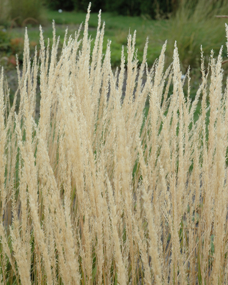 Karl Foerster Reed Grass #5<br><i>Calamagrostis x acutiflora \'Karl Foerster\'</br></i>