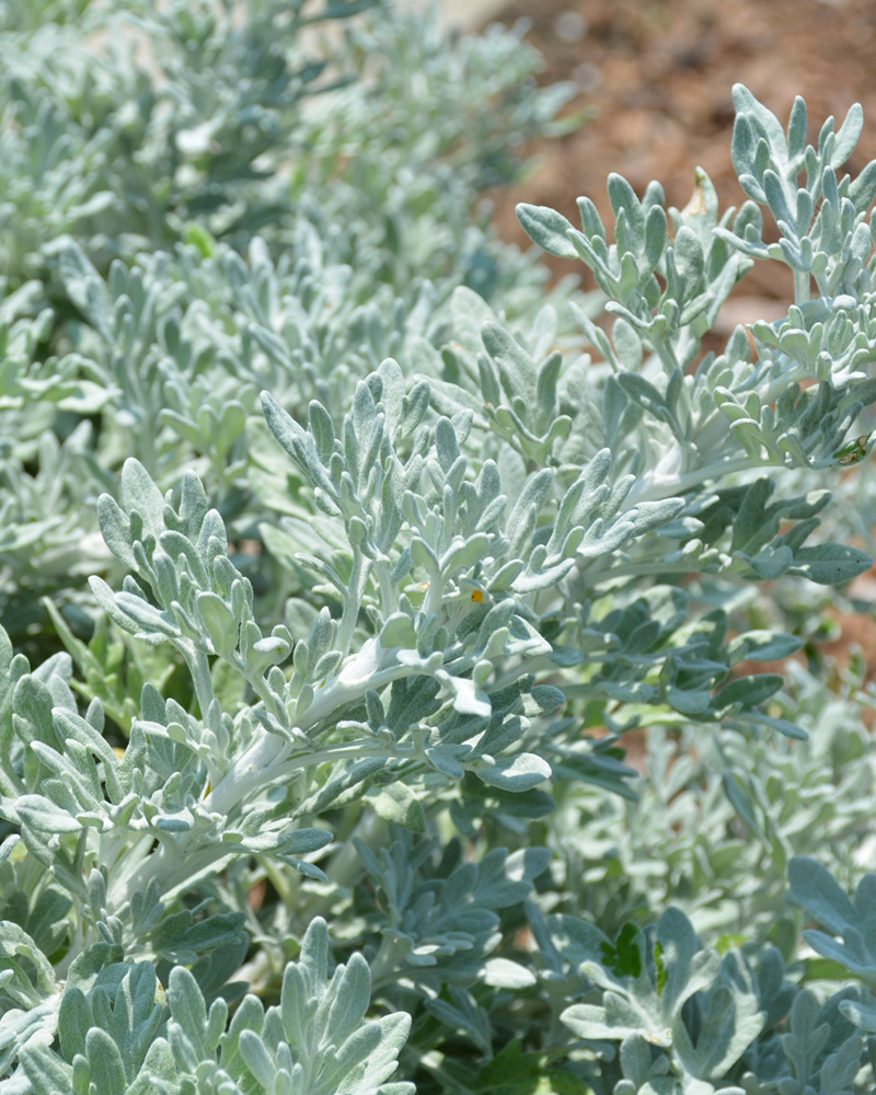 Dusty Miller Quicksilver 4"