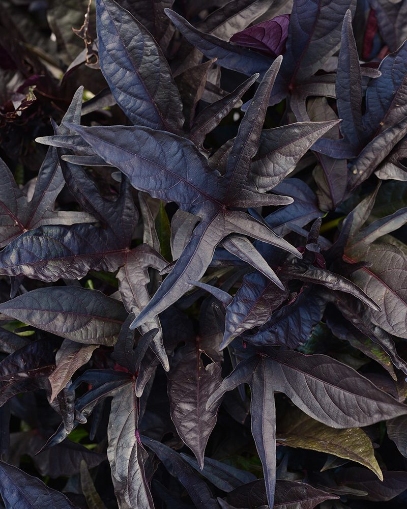 SolarPower Black Sweet Potato Vine #1<br><i>Ipomoea batatas 'SolarPower Black'</br></i>