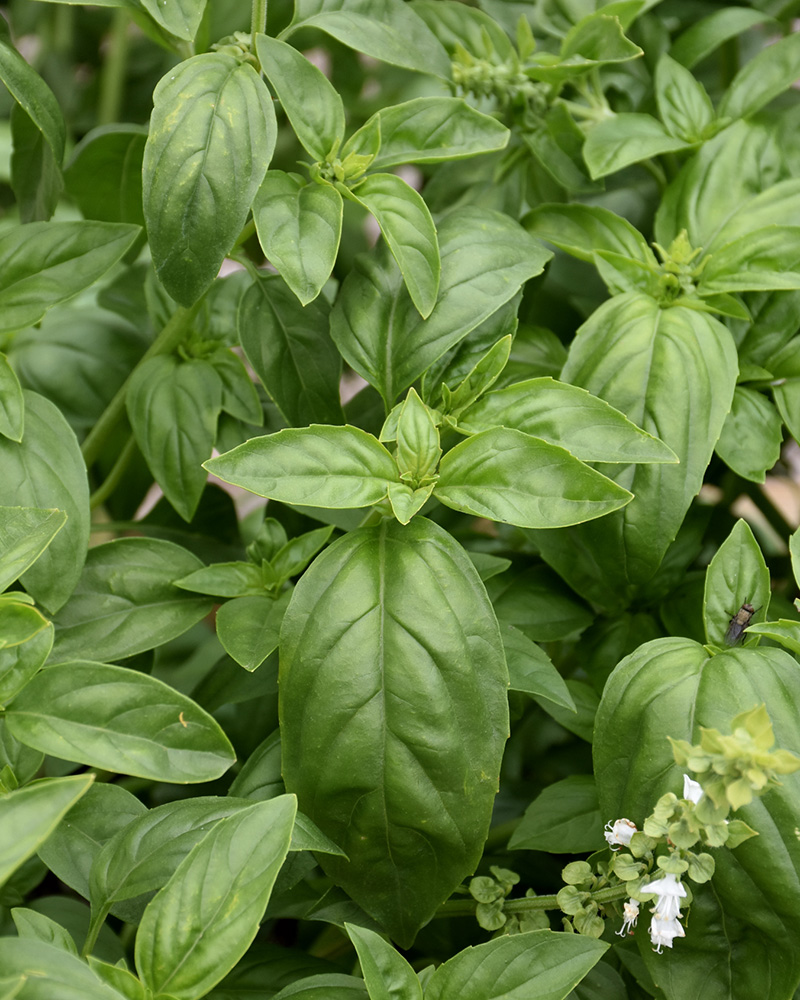 Super Sweet Genovese Basil 4"<br><i>Ocimum basilicum 'Super Sweet Genovese'</br></i>