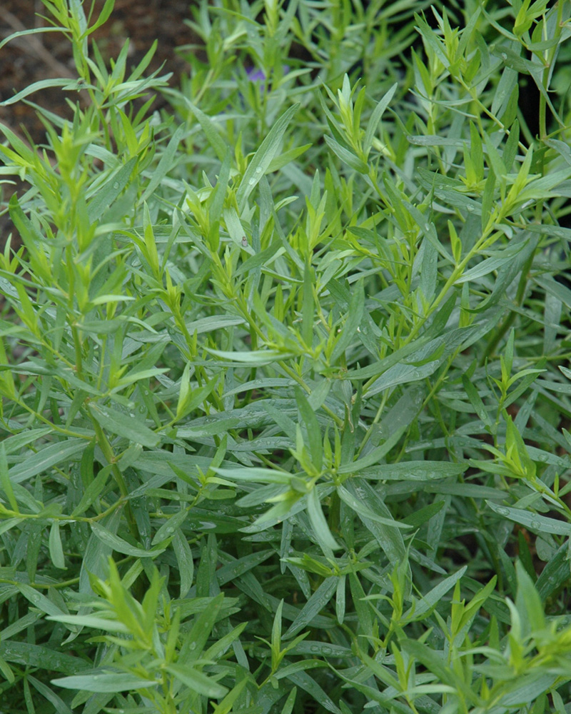Tarragon French 4"