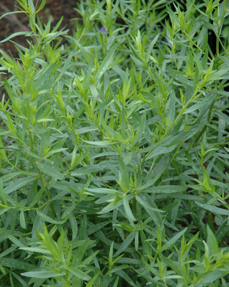 French Tarragon 4"<br><i>Artemisia dracunculus 'Sativa'</br></i>