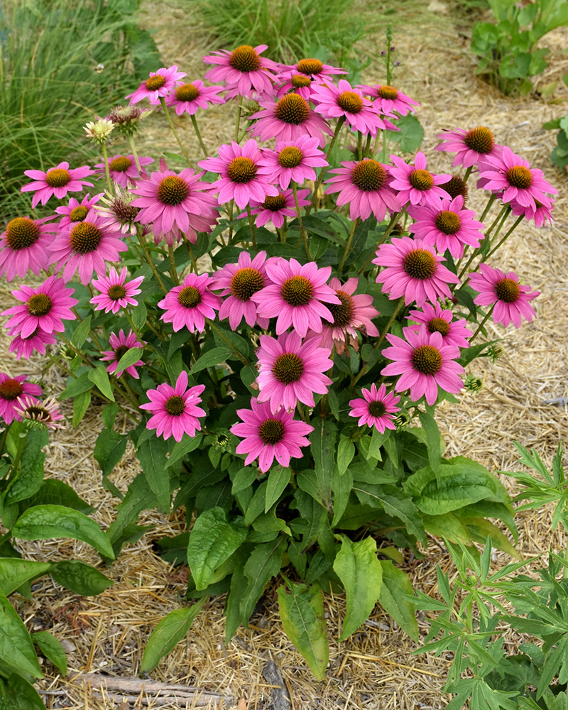 PowWow Wild Berry Coneflower #1<br><i>Echinacea purpurea PowWow Wild Berry</br></i>